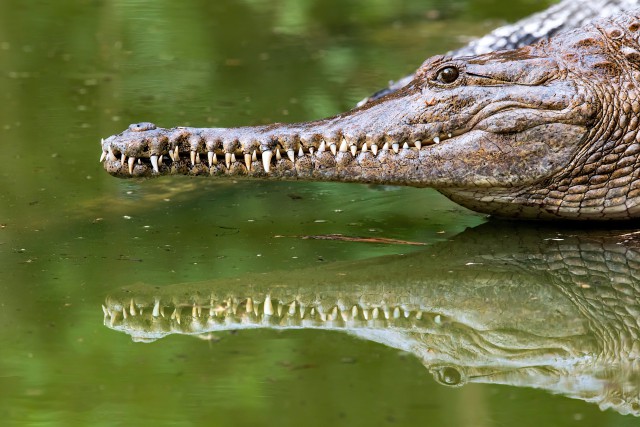 دانلود عکس تمساح در تالاب