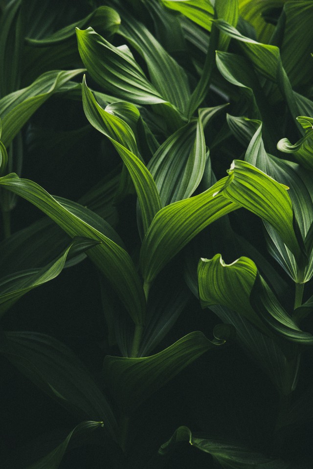 دانلود عکس گیاه سبز در تاریکی