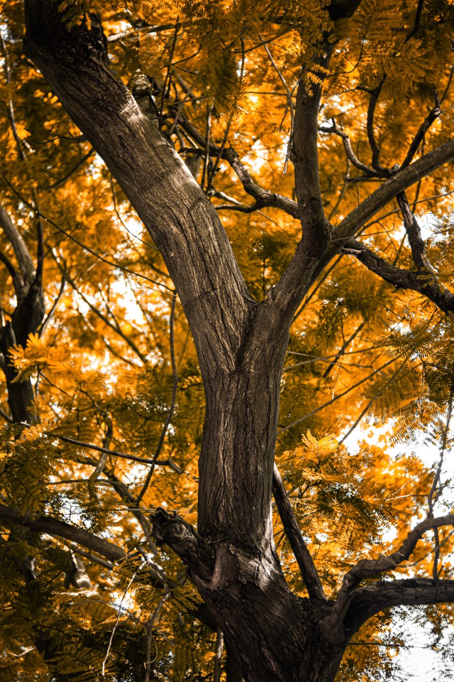 دانلود عکس درخت با برگ های زرد
