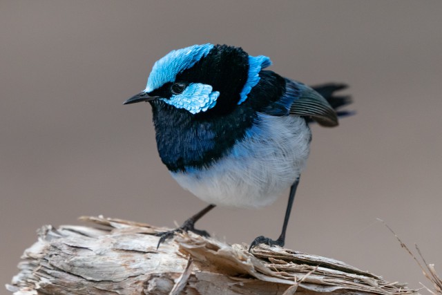 دانلود عکس والپیپر پرنده زیبای آبی رنگ