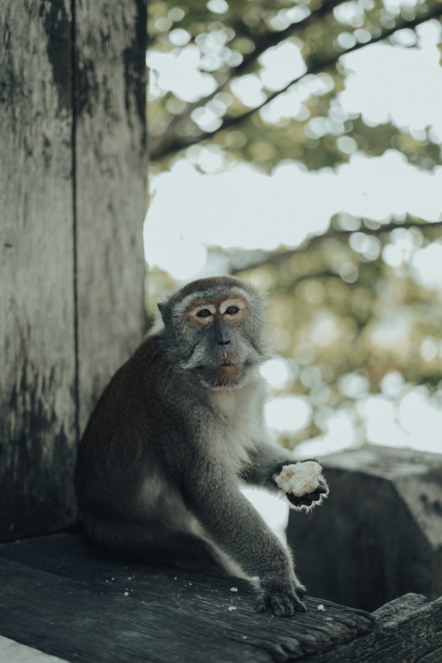 دانلود عکس میمون در حال خوردن
