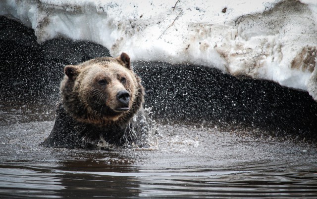 دانلود عکس خرس قطبی در آب