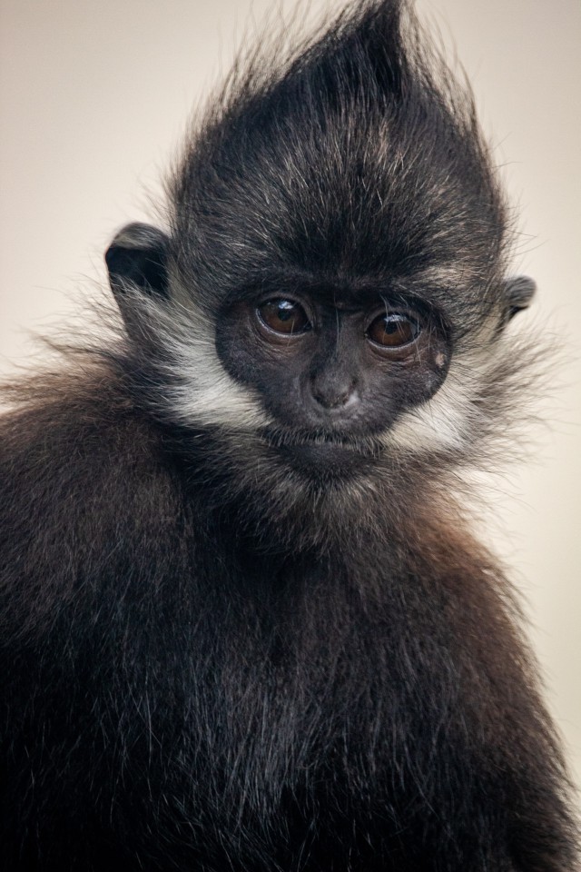 دانلود عکس میمون سیاه فوکوس شده