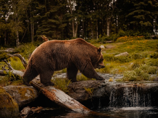 دانلود عکس خرس در جنگل