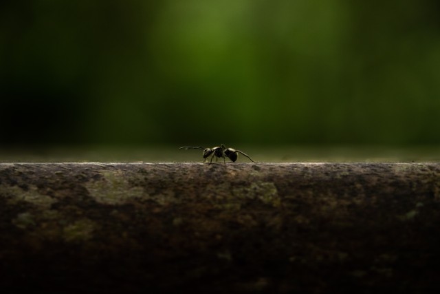 دانلود عکس مورچه روی دیوار با کیفیت بالا