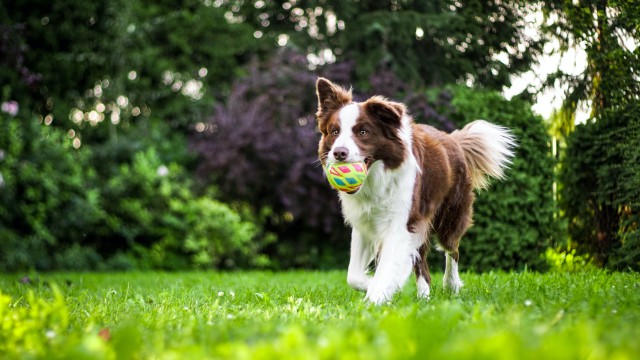 دانلود عکس سگ در حال بازی و توپ در دهان