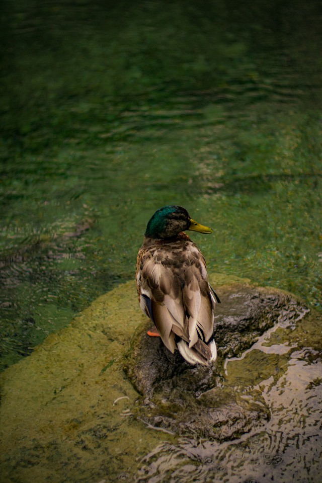 دانلود عکس والپیپر اردک کنار آب رو صخره