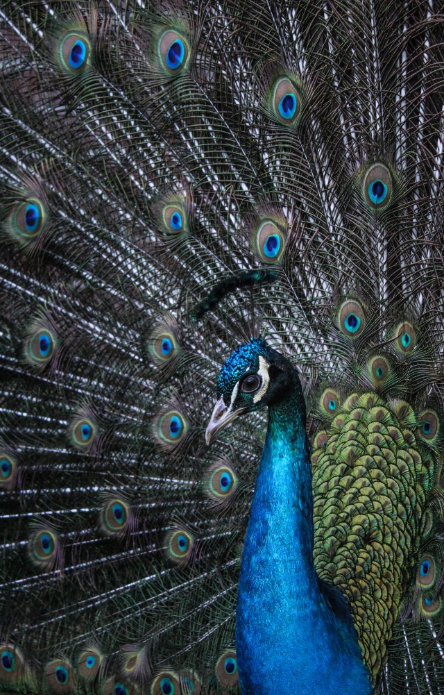 دانلود عکس طاووس با پرهای زیبا