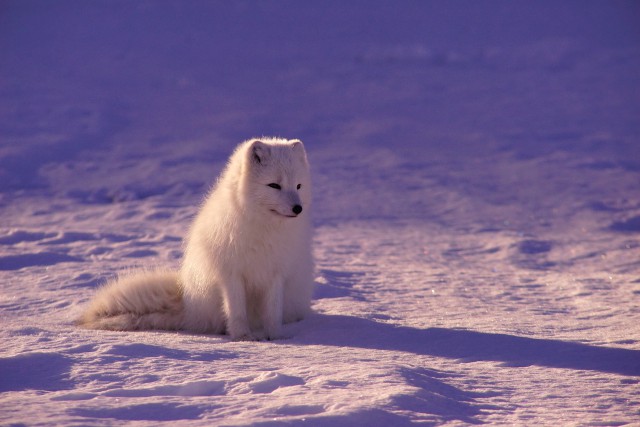 دانلود عکس روباه سفید در زمستان
