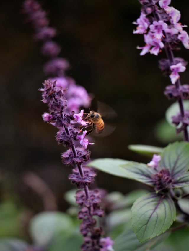 دانلود عکس زنبور عسل روی گل بنفش