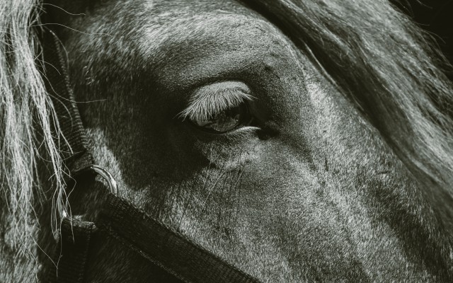 دانلود عکس چهره اسب از نزدیک فوکوس شده