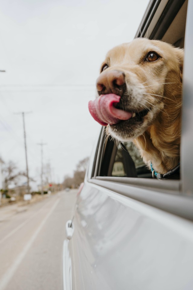دانلود عکس بیرون کشیدن سر سگ از ماشین
