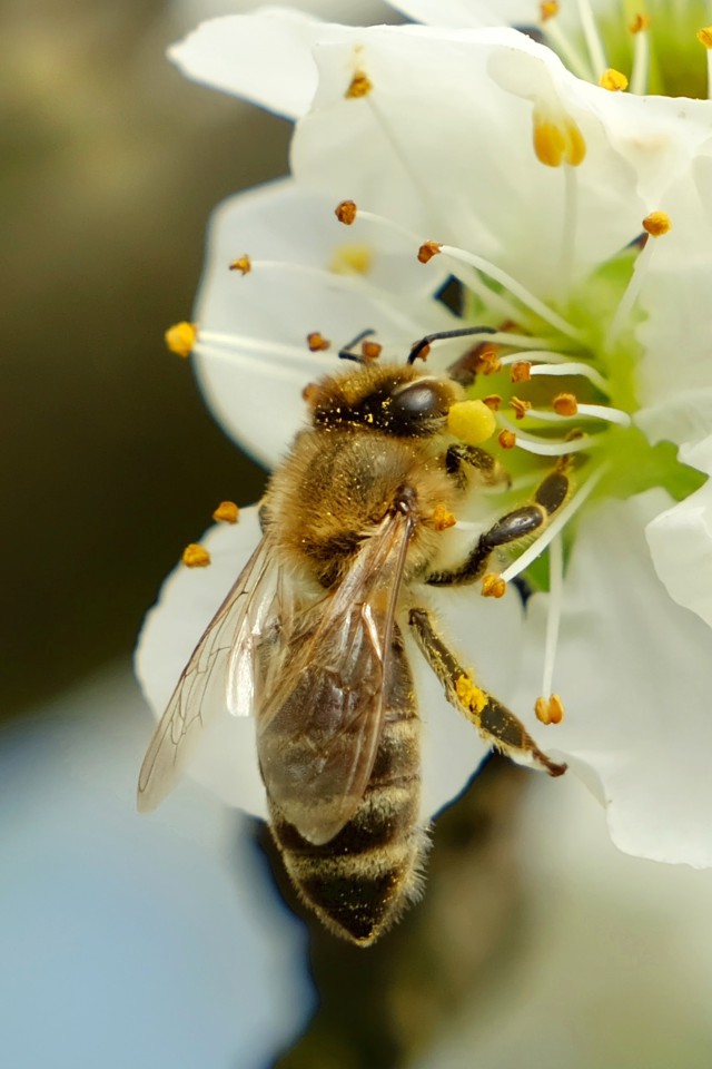 دانلود عکس زنبور روی گل