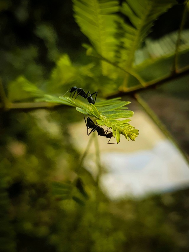 دانلود عکس مورچه روی برگ ها