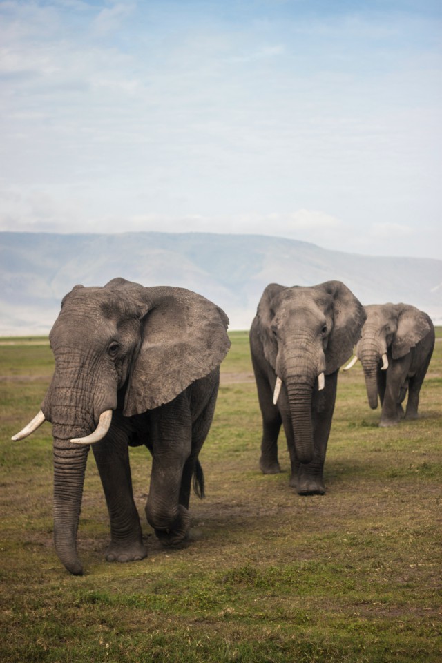 دانلود عکس فیل های بزرگ در طبیعت