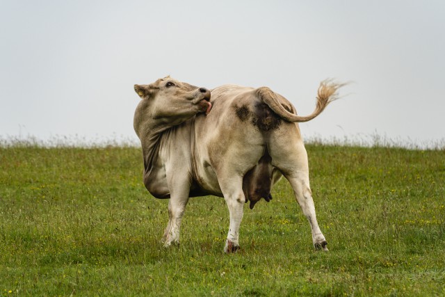 دانلود عکس گاو وحشی سفید در طبیعت