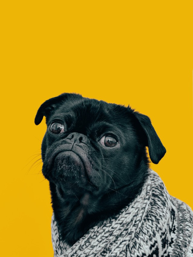 دانلود عکس سگ خارجی سیاه با پس ضمینه زرد