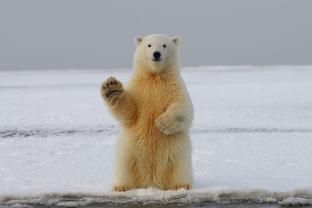 دانلود عکس خرس قطبی سفید