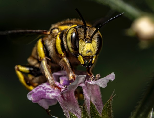دانلود عکس زنبور روی گل بنفش