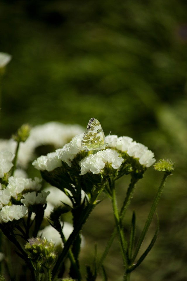دانلود عکس گل سفید در طبیعت