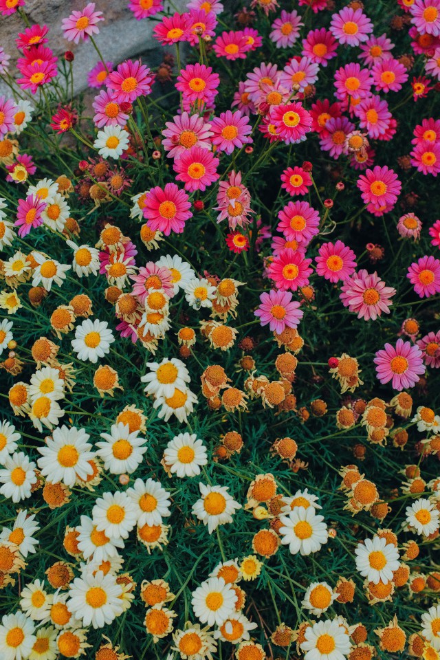 دانلود عکس گل های رنگارنگ بابونه