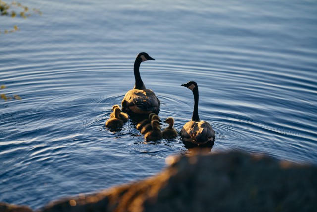 دانلود عکس اردک و جوجه اردک در آب