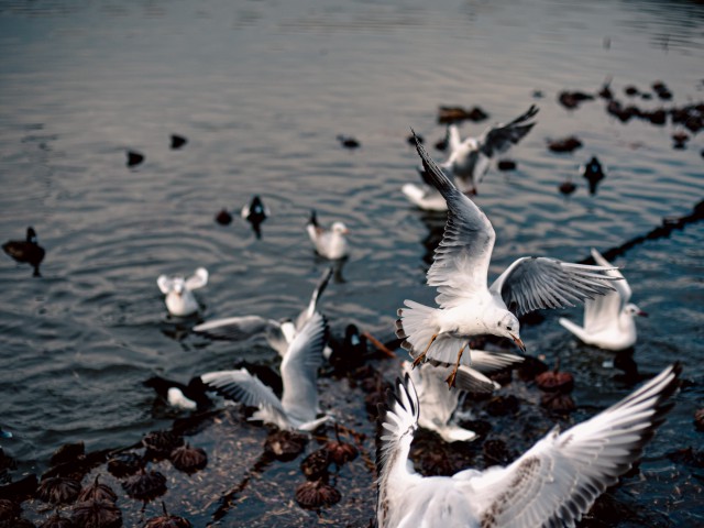 دانلود عکس پرندگان کنار آب