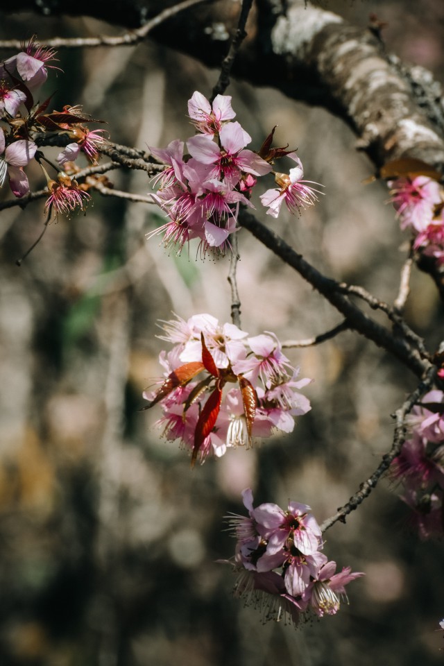 دانلود عکس شکوفه بهاری