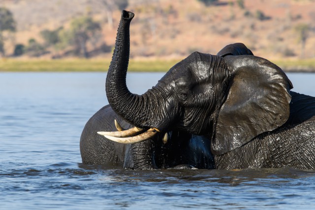دانلود عکس والپیپر با کیفیت حمام کردن فیل داخل آب