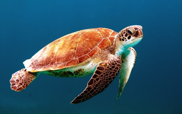 دانلود عکس لاکپشت در آب