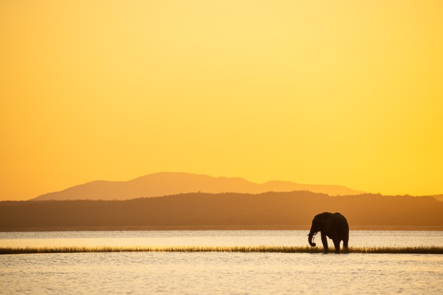 دانلود عکس فیل کنار آب و طلوع خورشید