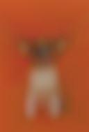 دانلود عکس سگ کوچک با بکگراند نارنجی