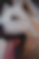 دانلود عکس چهره سگ هاسکی از نزدیک