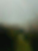 دانلود عکس والپیپر مه در جنگل سرسبز