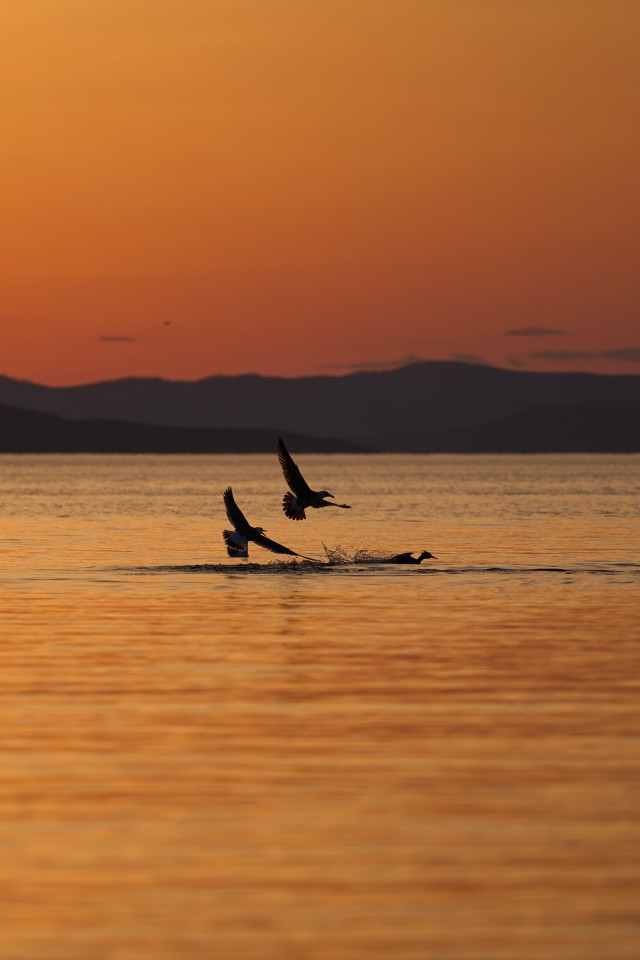 دانلود عکس والپیپر پرنده روی آب و شکار ماهی