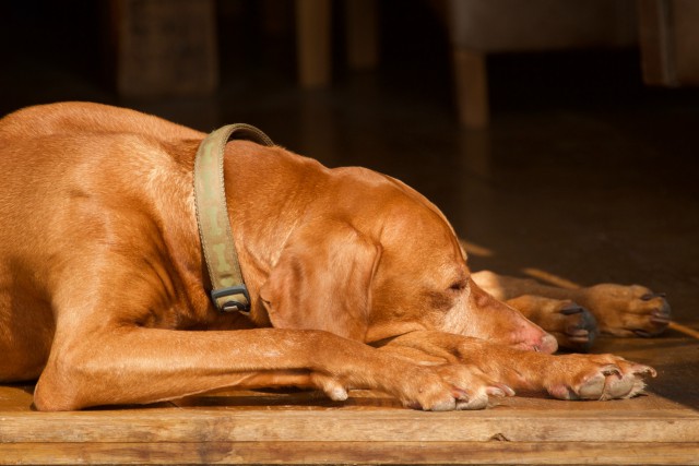 دانلود عکس سگ خارجی قلاده در گردن خوابیده