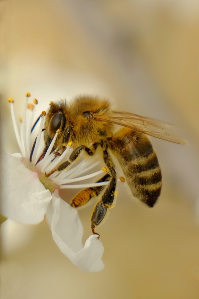 دانلود عکس زنبور عکس روی گل