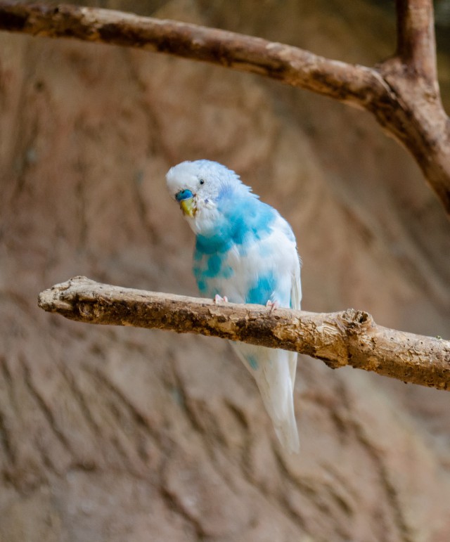 دانلود عکس پرنده آبی روی شاخه درخت