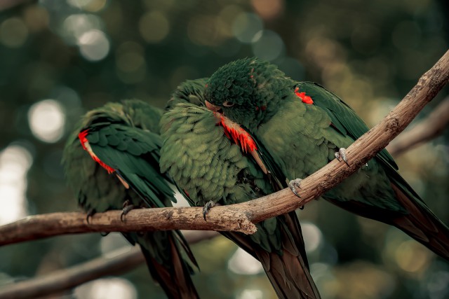 دانلود عکس پرنده ها روی شاخه ی درخت