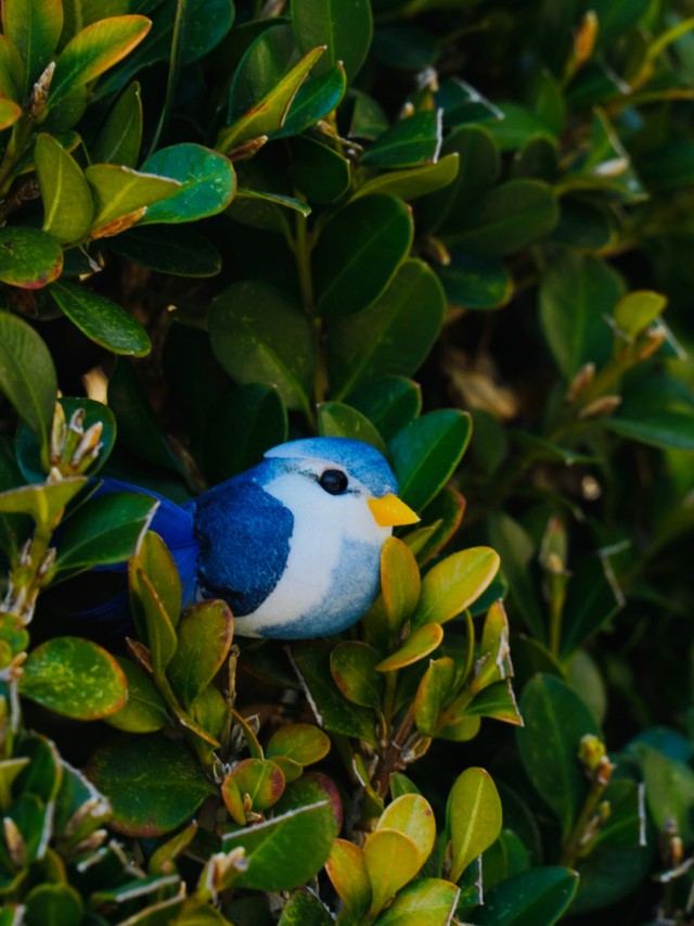 دانلود عکس گنجشک آبی روی شاخه درخت