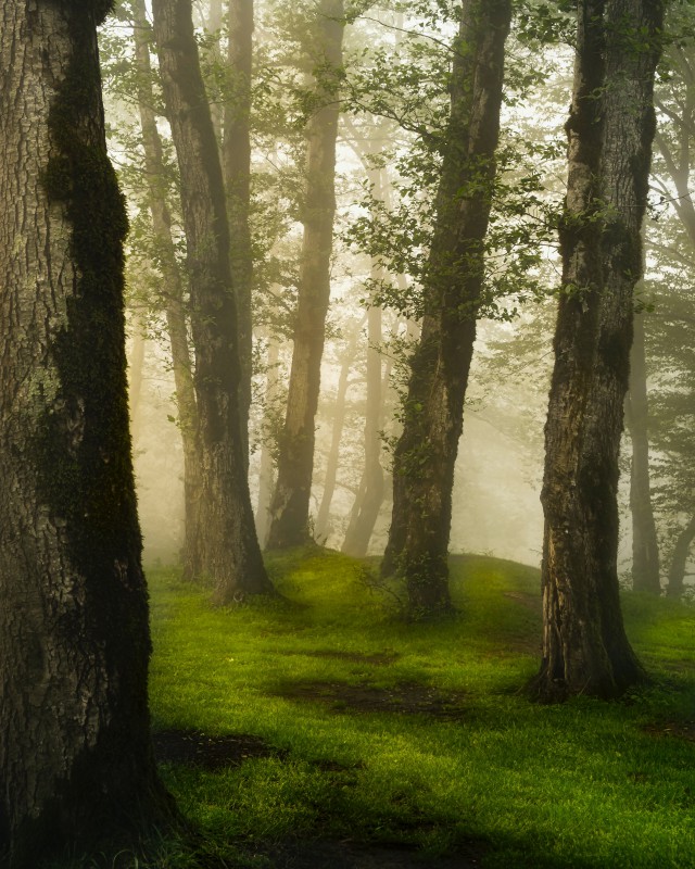 دانلود عکس تنه درختان حجیم در جنگل