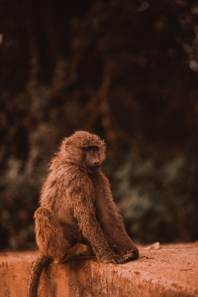 دانلود عکس میمون قهوه ای در جنگل