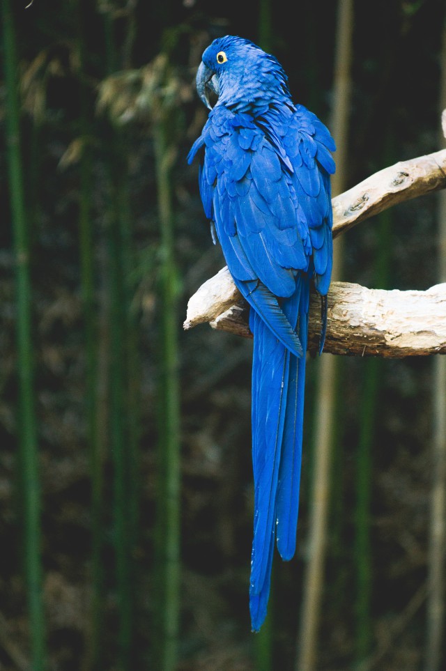دانلود عکس پرنده آبی