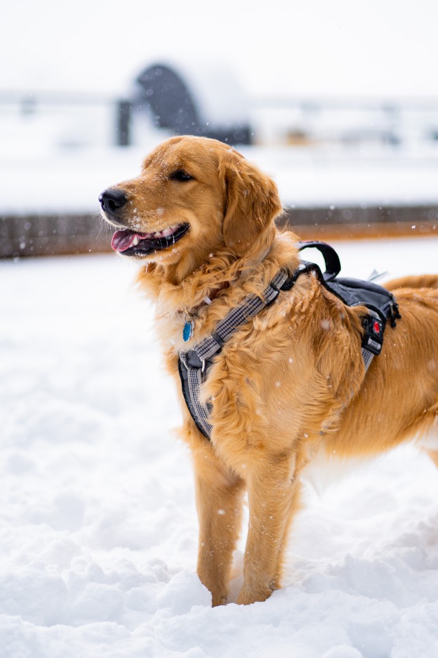 دانلود عکس سگ خارجی در برف