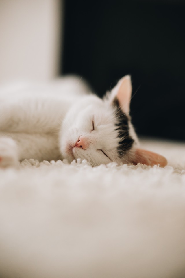دانلود عکس والپیپر گربه سفید خوابیده
