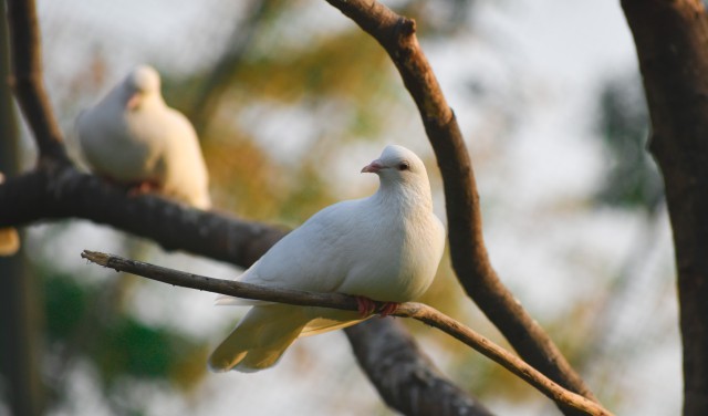 دانلود عکس کبوتر سفید روی شاخه درخت