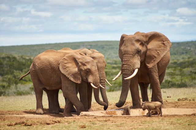دانلود عکس فیل های بزرگ در طبیعت
