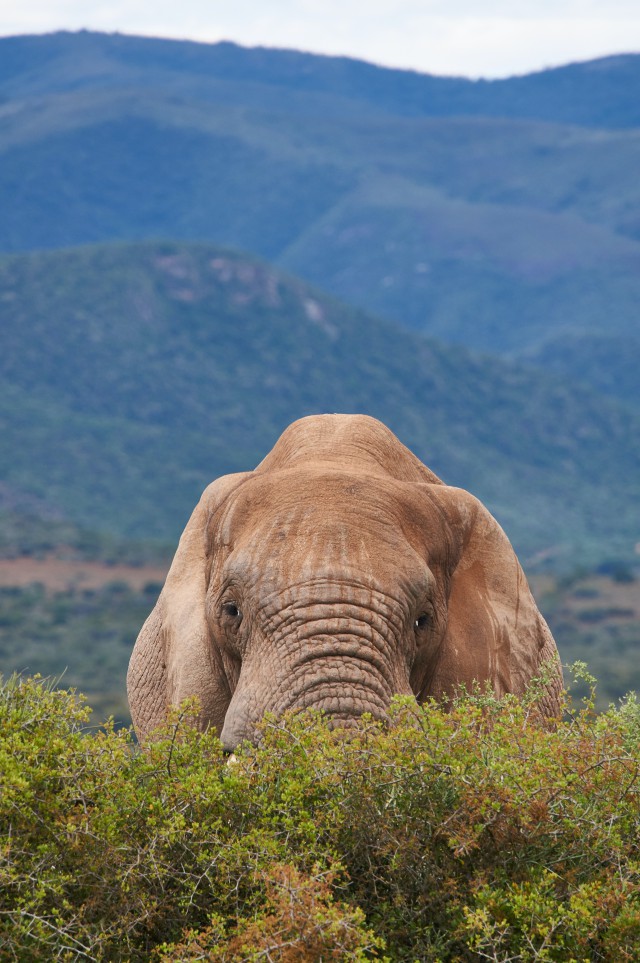 دانلود عکس فیل بزرگ در طبیعت