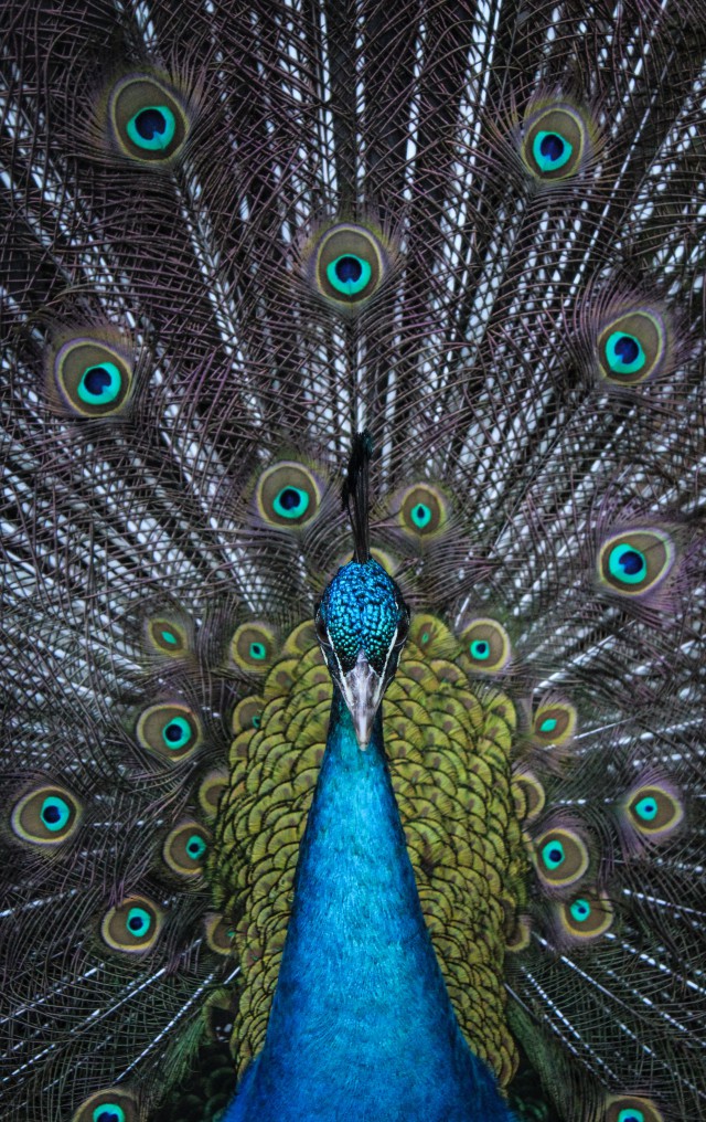 دانلود عکس طاووس با پر های زیبا