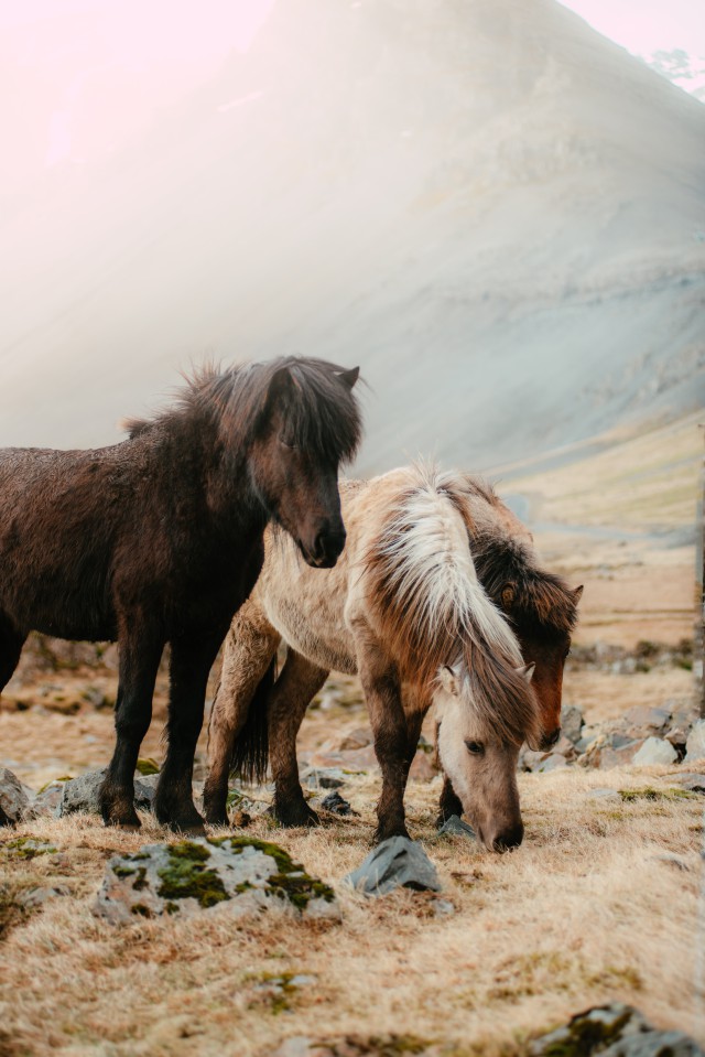 دانلود عکس اسب های پشمالو در طبیعت